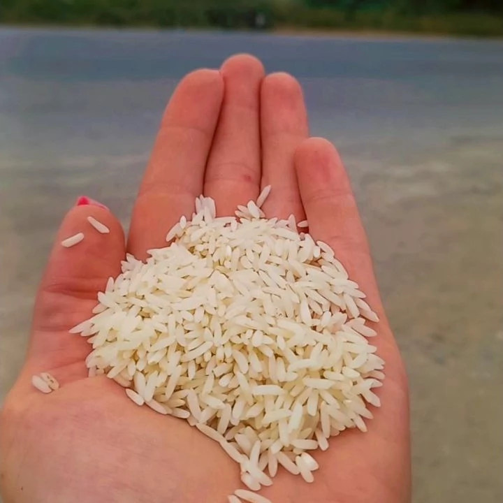 طارم هاشمی