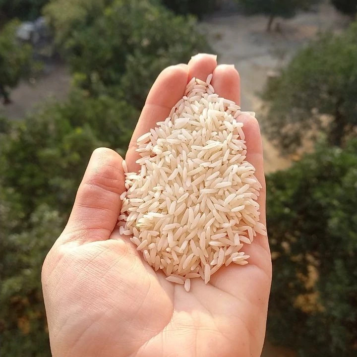 برنج طارم بابل اصل 10 کیلویی