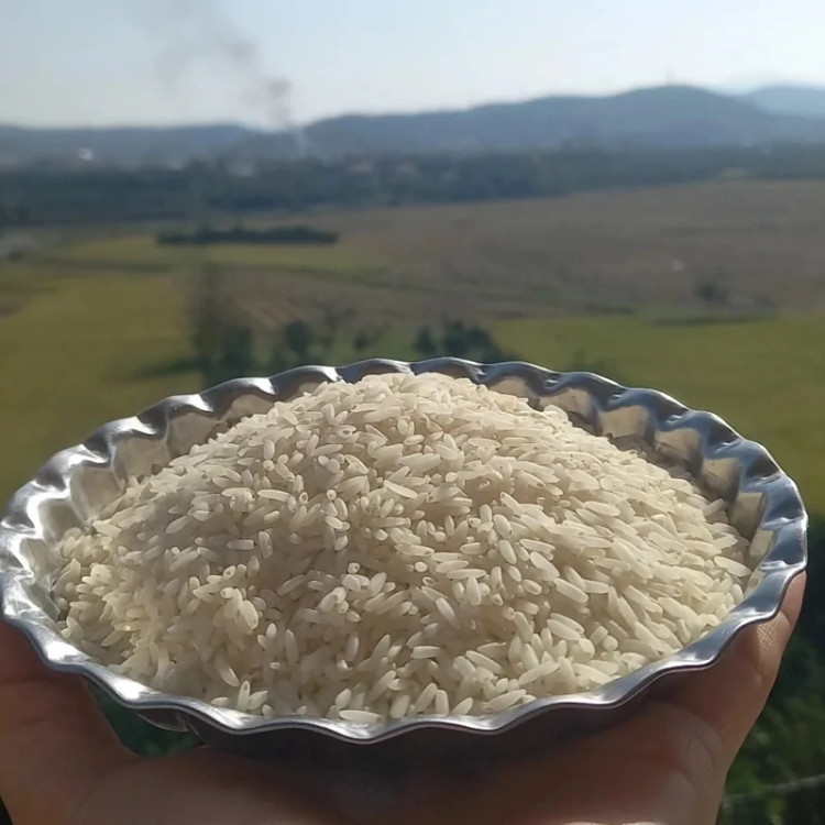 برنج طارم کشت دوم اصل مازندران در مونولیزا