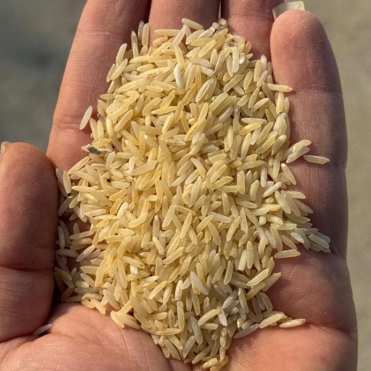 برنج رنگی