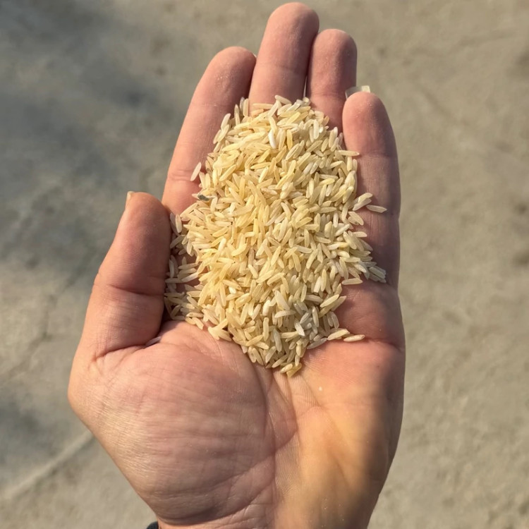 برنج رنگی رخش