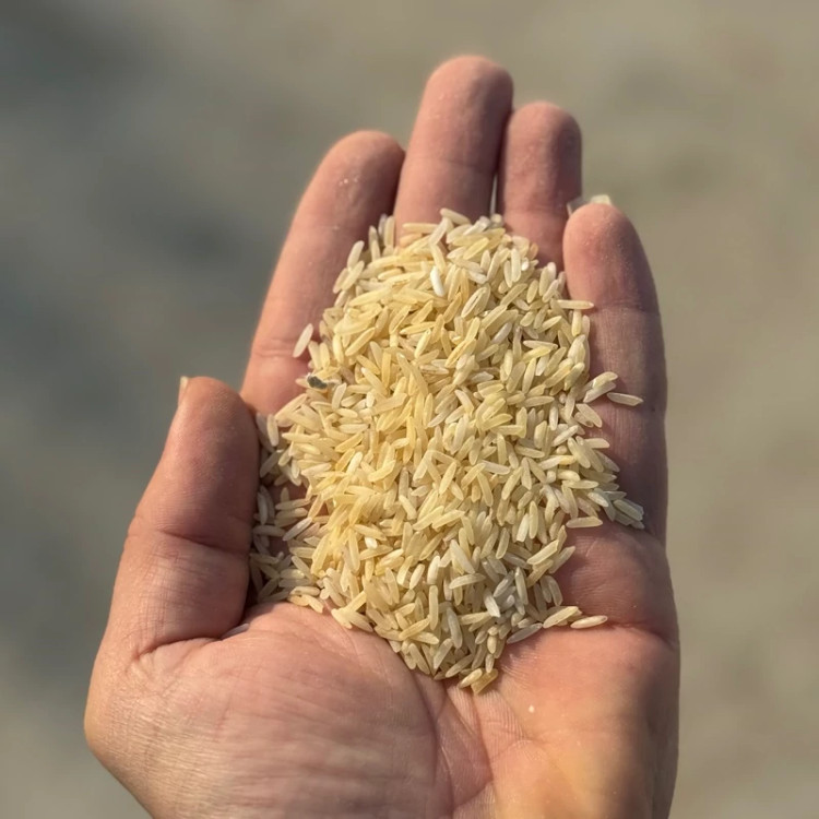 برنج با کیفیت