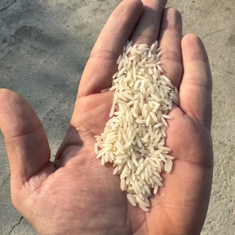 برنج کشت دو