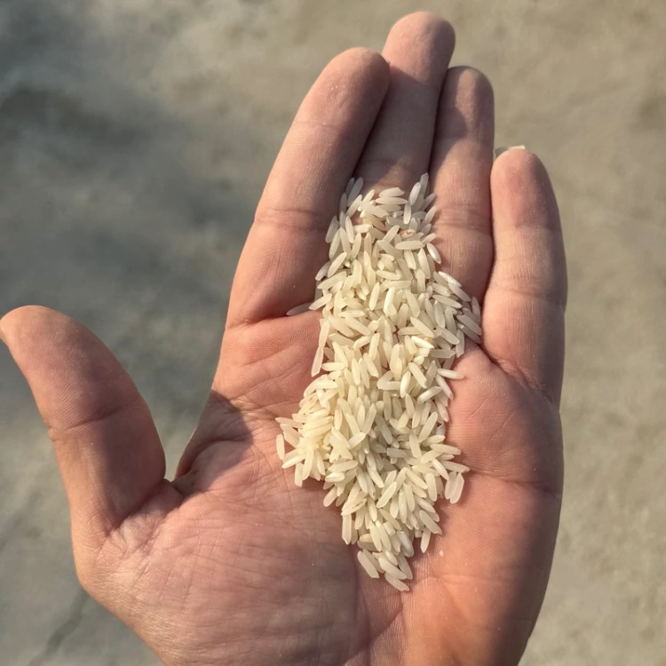 برنج طارم اصل