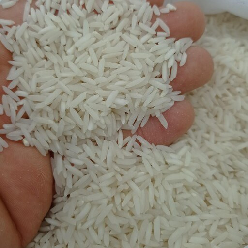برنج شیرودی شمال اعلا و خوشپخت