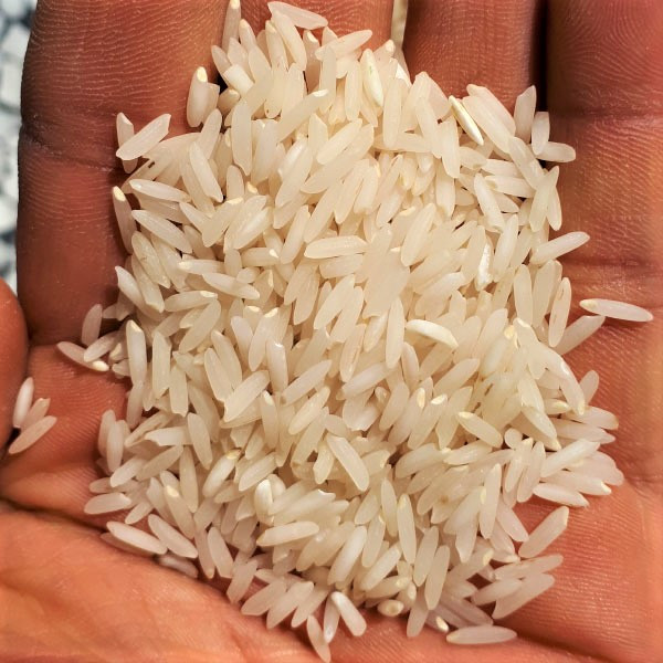 برنج شیرودی شمال اعلا و خوشپخت